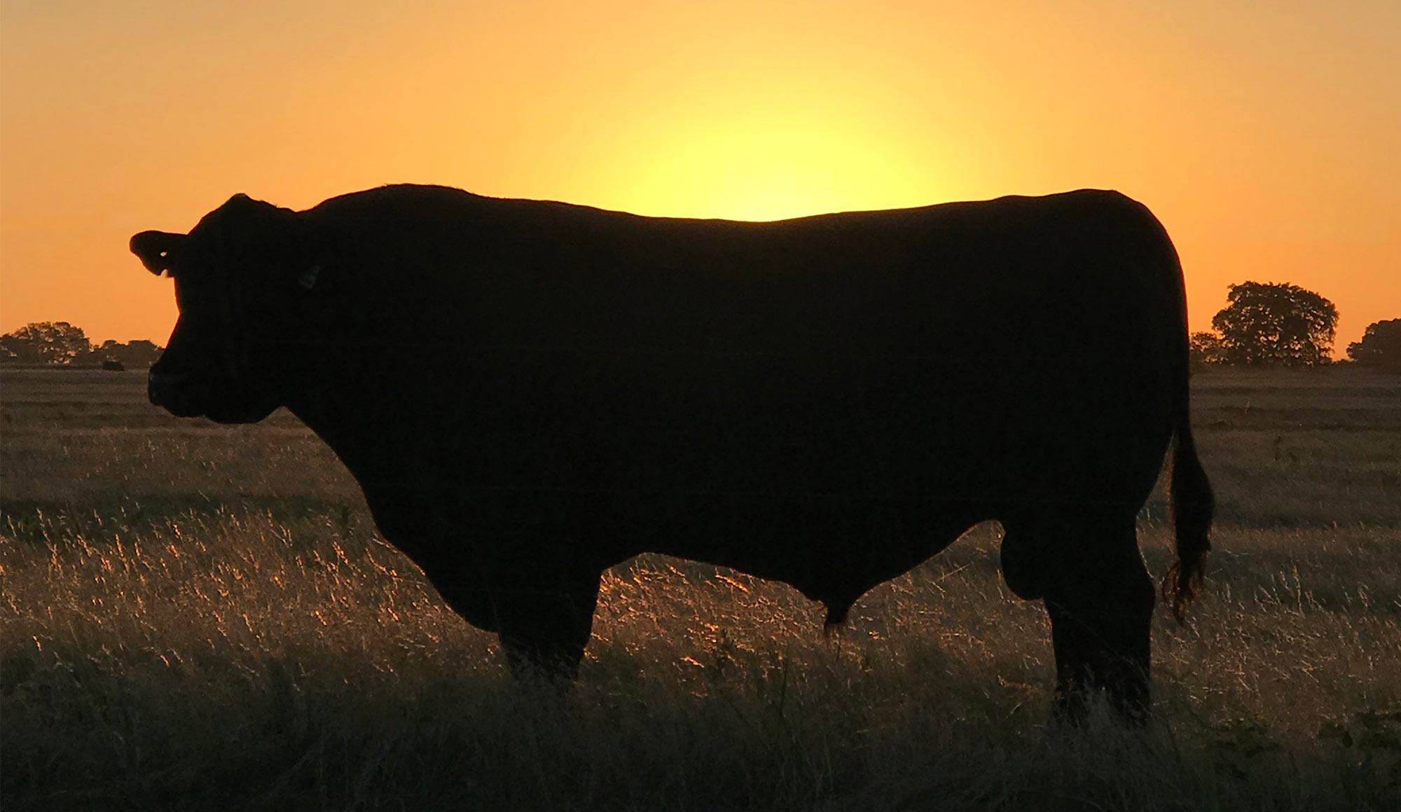 Bull in front of a setting sun